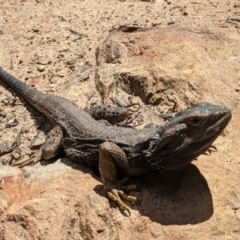 Pogona barbata at Currawang, NSW - 18 Oct 2021