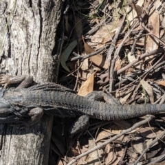 Pogona barbata at Currawang, NSW - 18 Oct 2021