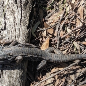 Pogona barbata at Currawang, NSW - 18 Oct 2021