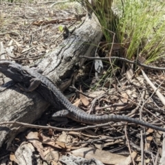 Pogona barbata at Currawang, NSW - 18 Oct 2021