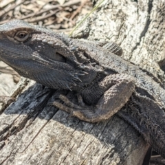 Pogona barbata at Currawang, NSW - 18 Oct 2021