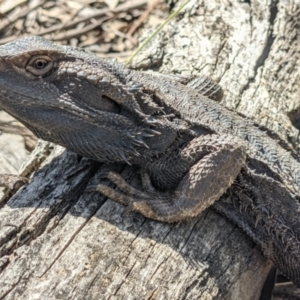 Pogona barbata at Currawang, NSW - 18 Oct 2021