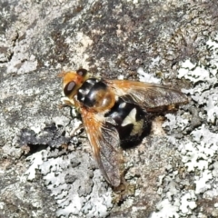 Microtropesa sp. (genus) (Tachinid fly) at Paddys River, ACT - 17 Oct 2021 by JohnBundock