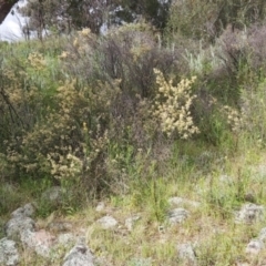 Pomaderris pallida (Pale Pomaderris) at Tuggeranong Hill - 16 Oct 2021 by CatB