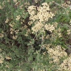 Pomaderris pallida at Calwell, ACT - 16 Oct 2021