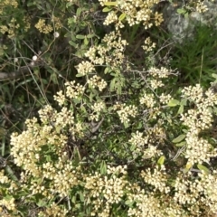 Pomaderris pallida at Calwell, ACT - 16 Oct 2021