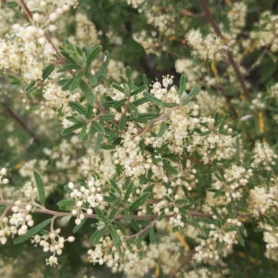 Pomaderris angustifolia (Pomaderris) at Calwell, ACT - 12 Oct 2021 by CatB