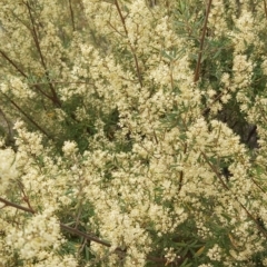 Pomaderris angustifolia at Calwell, ACT - 12 Oct 2021