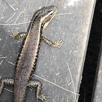 Eulamprus quoyii (Eastern Water Skink) at Lane Cove, NSW - 19 Oct 2021 by Ryl