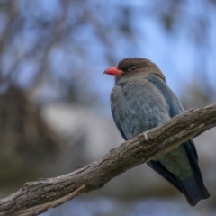 Eurystomus orientalis (Dollarbird) at Pialligo, ACT - 18 Oct 2021 by trevsci