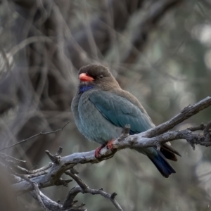 Eurystomus orientalis at Pialligo, ACT - 19 Oct 2021