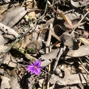 Thysanotus patersonii at Bruce, ACT - 18 Oct 2021