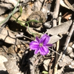 Thysanotus patersonii at Bruce, ACT - 18 Oct 2021