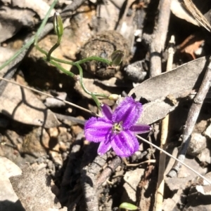 Thysanotus patersonii at Bruce, ACT - 18 Oct 2021