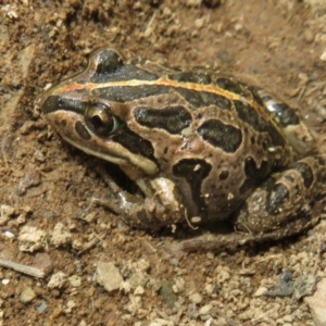 Limnodynastes tasmaniensis at Mount Clear, ACT - 18 Oct 2021