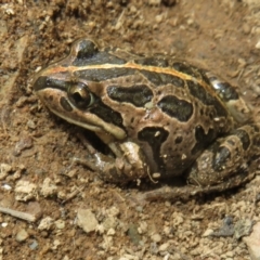 Limnodynastes tasmaniensis (Spotted Grass Frog) at Mount Clear, ACT - 18 Oct 2021 by Christine