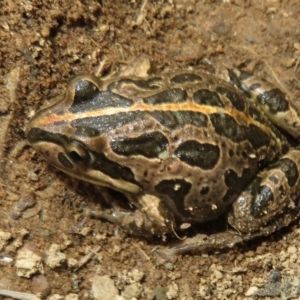 Limnodynastes tasmaniensis at Mount Clear, ACT - 18 Oct 2021