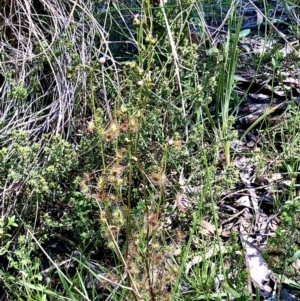 Drosera auriculata at Bruce, ACT - 18 Oct 2021