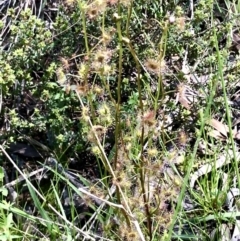 Drosera auriculata at Bruce, ACT - 18 Oct 2021 11:24 AM