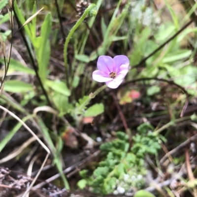 Erodium (genus) (A Storksbill) at Bruce, ACT - 10 Oct 2021 by goyenjudy