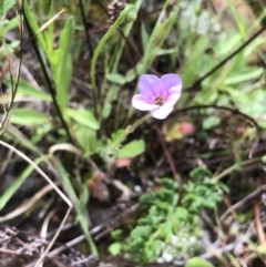 Erodium sp. at Bruce, ACT - 10 Oct 2021 09:58 AM