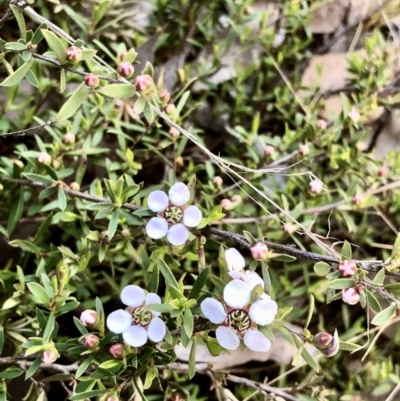 Gaudium multicaule (Teatree) at Bruce Ridge to Gossan Hill - 16 Oct 2021 by goyenjudy