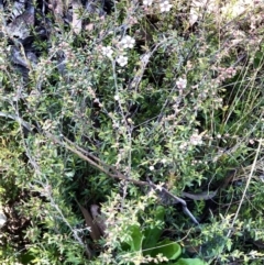 Gaudium multicaule at Bruce, ACT - 17 Oct 2021 09:36 AM