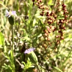 Vittadinia muelleri (Narrow-leafed New Holland Daisy) at Bruce Ridge to Gossan Hill - 16 Oct 2021 by goyenjudy