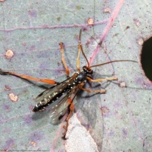 Echthromorpha intricatoria at Holt, ACT - 19 Oct 2021