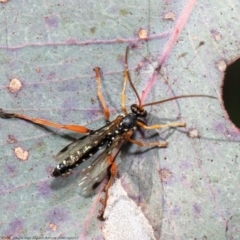 Echthromorpha intricatoria (Cream-spotted Ichneumon) at Holt, ACT - 19 Oct 2021 by Roger