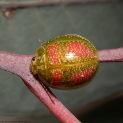Paropsisterna fastidiosa (Eucalyptus leaf beetle) at Coree, ACT - 19 Oct 2021 by Roger
