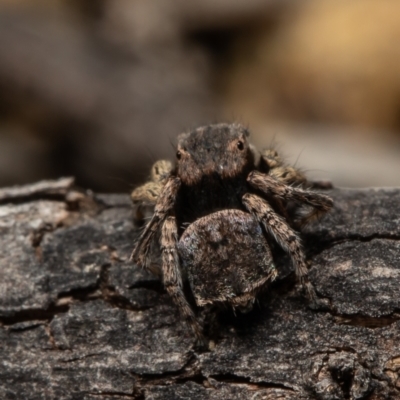 Maratus vespertilio (Bat-like peacock spider) at Woodstock Nature Reserve - 19 Oct 2021 by Roger