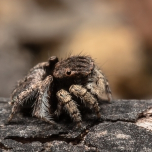 Maratus vespertilio at Coree, ACT - 19 Oct 2021