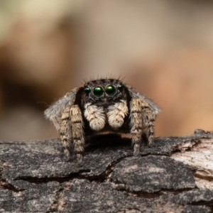 Maratus vespertilio at Coree, ACT - 19 Oct 2021