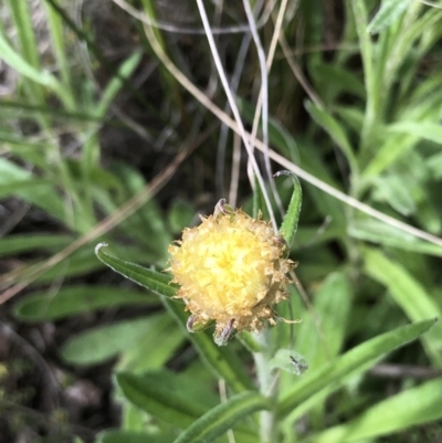 Coronidium scorpioides (Button Everlasting) at Point 604 - 9 Oct 2021 by goyenjudy