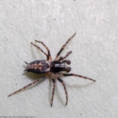 Unidentified Other hunting spider at Macgregor, ACT - 16 Oct 2021 by Roger