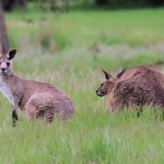 Macropus giganteus (Eastern Grey Kangaroo) at Albury - 16 Oct 2021 by KylieWaldon