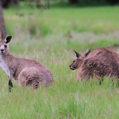 Macropus giganteus (Eastern Grey Kangaroo) at Splitters Creek, NSW - 15 Oct 2021 by KylieWaldon