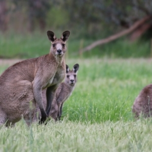 Macropus giganteus at Splitters Creek, NSW - 16 Oct 2021 09:01 AM