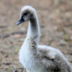 Cygnus atratus (Black Swan) at Wonga Wetlands - 15 Oct 2021 by KylieWaldon