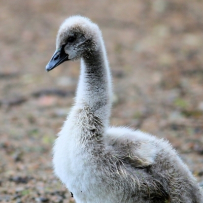 Cygnus atratus (Black Swan) at Splitters Creek, NSW - 16 Oct 2021 by KylieWaldon