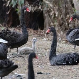 Cygnus atratus at Splitters Creek, NSW - 16 Oct 2021