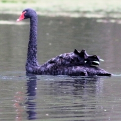 Cygnus atratus at Splitters Creek, NSW - 16 Oct 2021