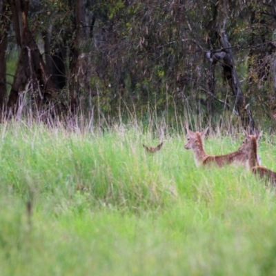 Dama dama (Fallow Deer) at Wonga Wetlands - 15 Oct 2021 by KylieWaldon