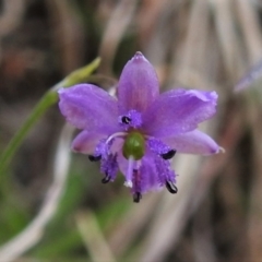 Arthropodium minus (Small Vanilla Lily) at Paddys River, ACT - 19 Oct 2021 by JohnBundock