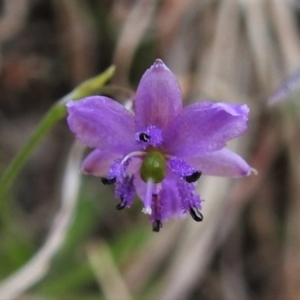 Arthropodium minus at Paddys River, ACT - 19 Oct 2021 03:49 PM