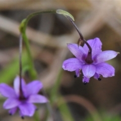 Arthropodium minus at Paddys River, ACT - 19 Oct 2021 03:49 PM