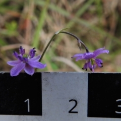 Arthropodium minus at Paddys River, ACT - 19 Oct 2021