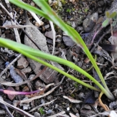 Arthropodium minus at Paddys River, ACT - 19 Oct 2021 03:49 PM