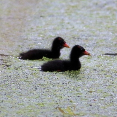 Gallinula tenebrosa (Dusky Moorhen) at Albury - 16 Oct 2021 by KylieWaldon